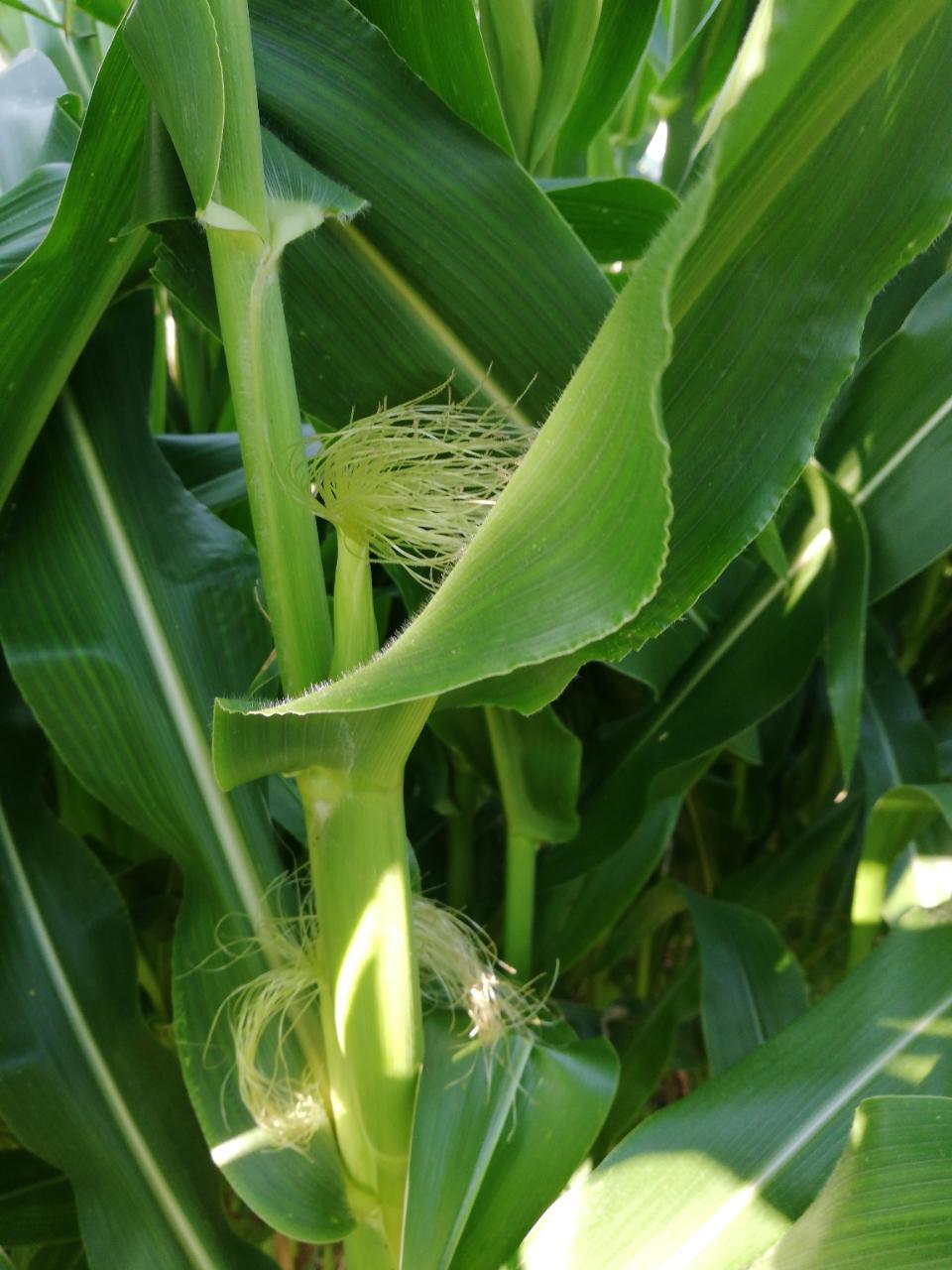 Phase 4 - Image