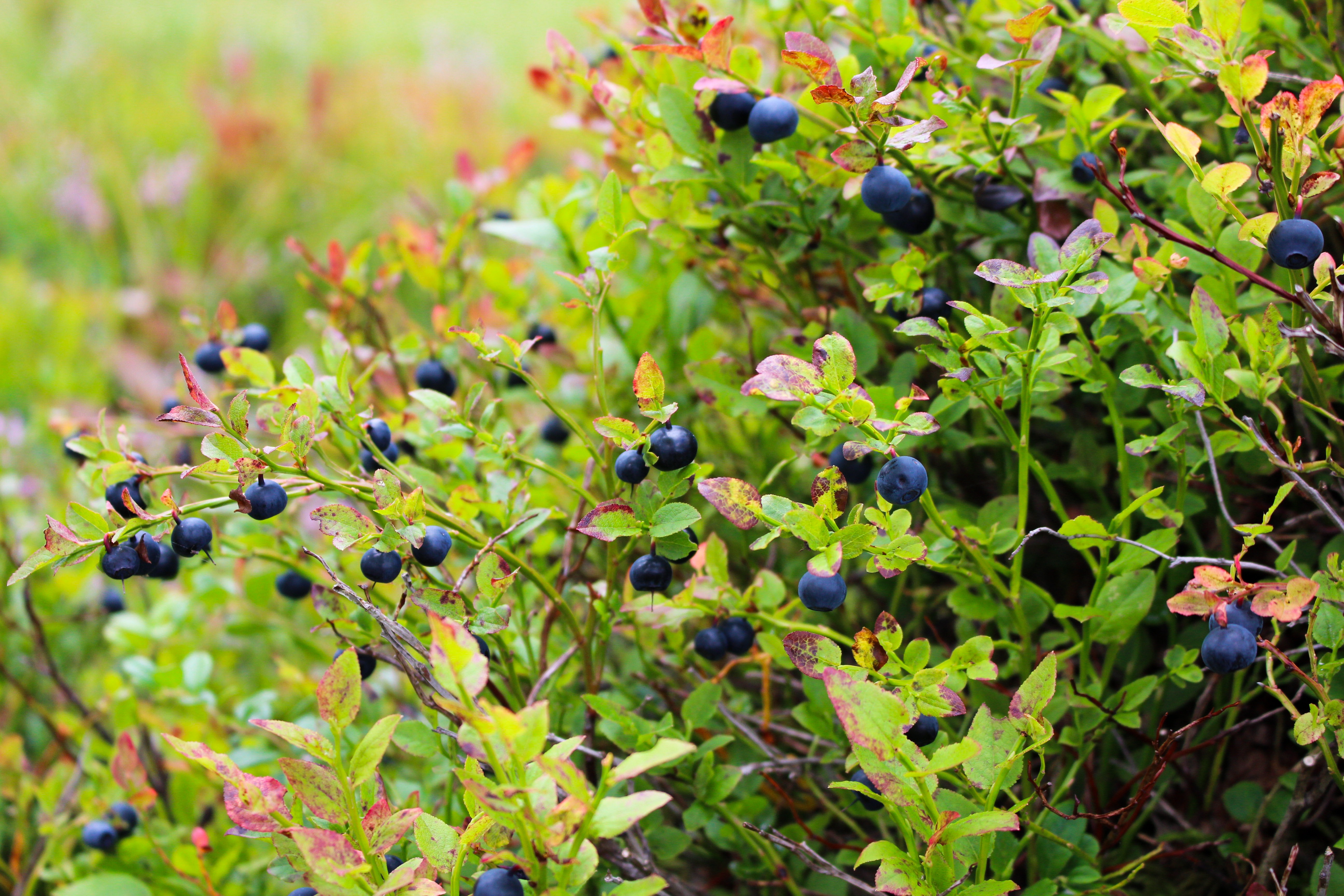 Heidelbeere / Blaubeere - Naturkalender ZAMG