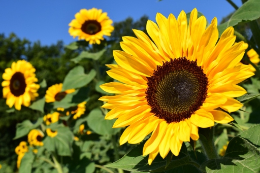 Sonnenblume